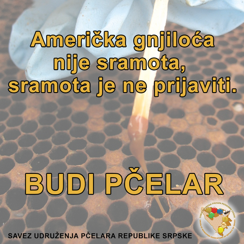 američka gnjiloća, američka kuga, budi pčelar, dijagnostika, savez udruženja pčelara, suprs | Savez udruženja pčelara Republike Srpske
