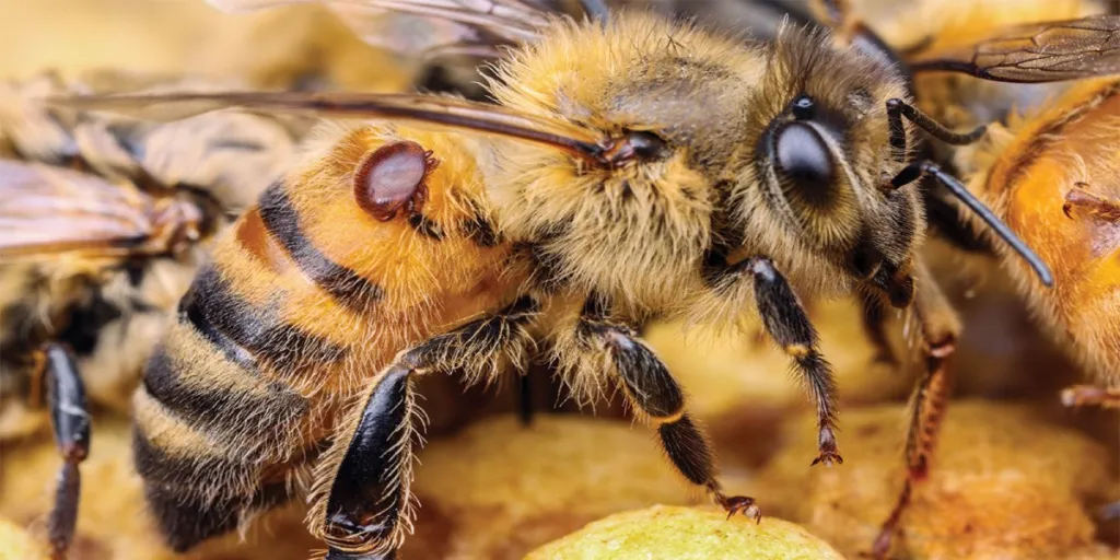 varoa-destruktor.webp | Savez udruženja pčelara Republike Srpske